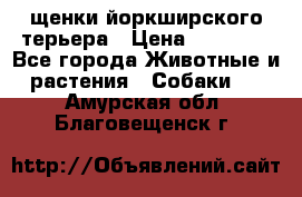 щенки йоркширского терьера › Цена ­ 20 000 - Все города Животные и растения » Собаки   . Амурская обл.,Благовещенск г.